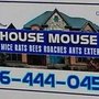 Photo of House Mouse