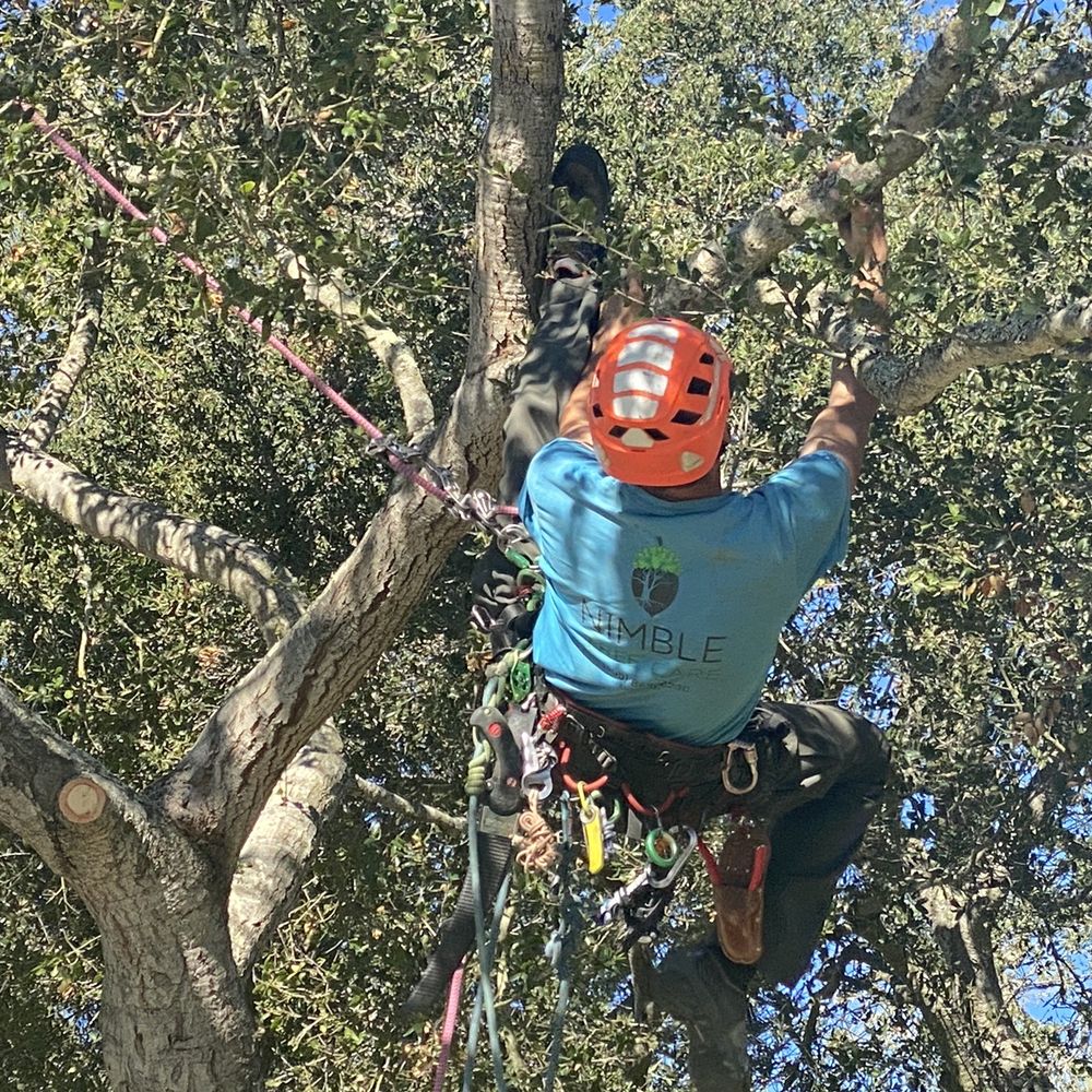 Nimble Tree Care - More spidey - Tree Services Near Me - Carpinteria, California