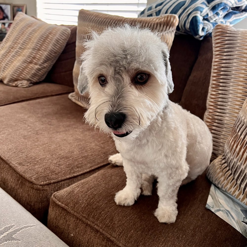 He had a full service grooming He had a full service grooming