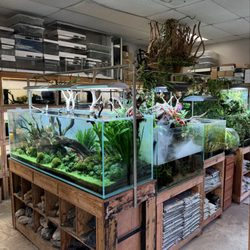 Aquascapes - Aquascapes Gallery