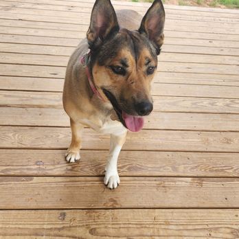 Camp Cypress Dog Retreat - Pet Sitting Near Me - Benton, Louisiana Camp Cypress Dog Retreat - Pet Sitting Near Me - Benton, Louisiana