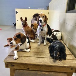 TailWaggers Doggy Daycare