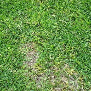 Green Top Lawn Care - Lawn Services Near Me - Euless, Texas Green Top Lawn Care - Lawn Services Near Me - Euless, Texas