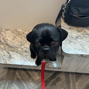 Market Street Pet Depot - Miso waiting at the Vet - Pet Groomers Near Me - Gilbert, Arizona