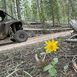 Uinta Adventures - RZR and a beautiful flower