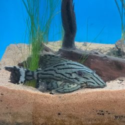 Koi Smart - Royal pleco