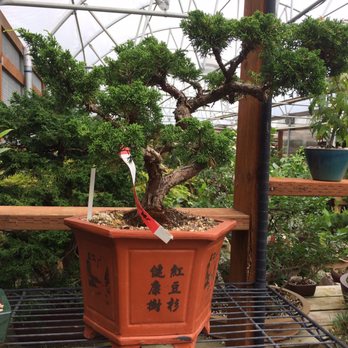 Bonsai Northwest - Nurseries & Gardening Near Me - Puyallup, Washington Bonsai Northwest - Nurseries & Gardening Near Me - Puyallup, Washington
