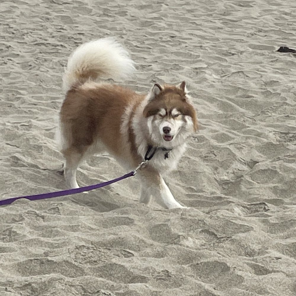 Paw Zone Mobile - At the beach on July 4th a a week after his bath - Pet Groomers Near Me - Santa Rosa, California Paw Zone Mobile - At the beach on July 4th a a week after his bath - Pet Groomers Near Me - Santa Rosa, California