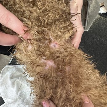 Dog Training Elite Upstate - Wound from collar - Pet Training Near Me - Piedmont, South Carolina Dog Training Elite Upstate - Wound from collar - Pet Training Near Me - Piedmont, South Carolina