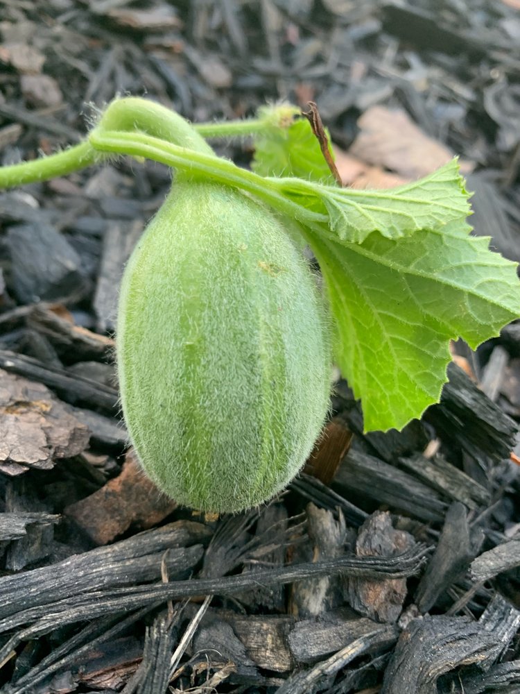 aGROWKulture Urban Farm