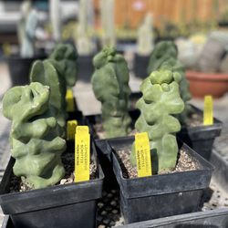 Poot's Cactus Nursery - Lophocereus- $40