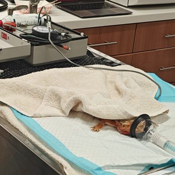 Veterinary Emergency Group - Rosie after her emergency procedure - Emergency Pet Hospital Near Me - Phoenix, Arizona Veterinary Emergency Group - Rosie after her emergency procedure - Emergency Pet Hospital Near Me - Phoenix, Arizona