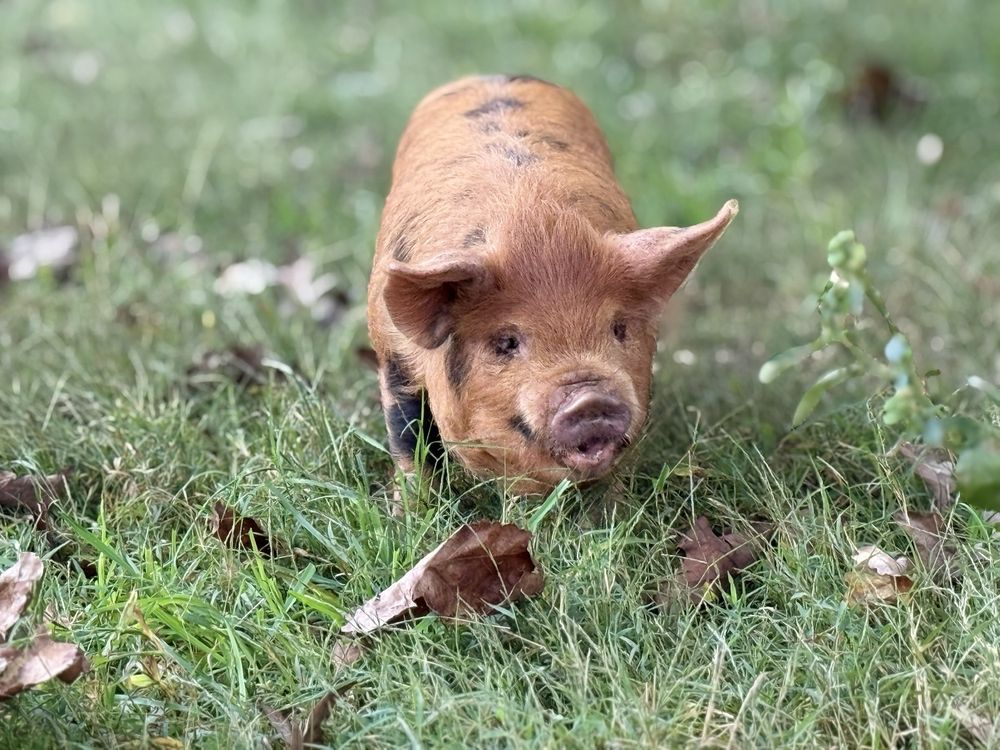 Pampered Piggles Logo