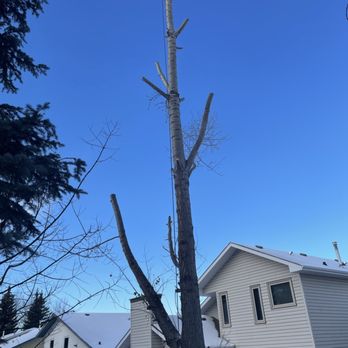Boreal Tree Service - Tree Services Near Me