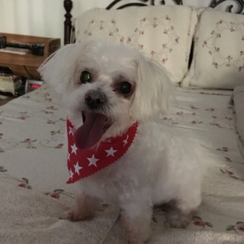 Puppy Salon - Pet Groomers Near Me - Whittier, California