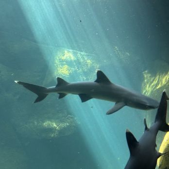 Waikiki Aquarium Service - Aquarium Services Near Me