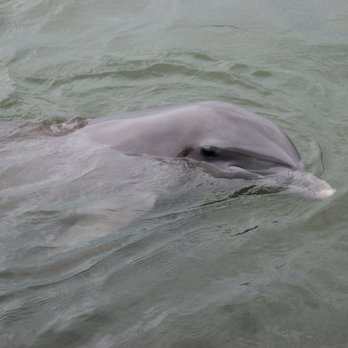 Dolphin Research Center - Tours Near Me - Marathon, Florida Dolphin Research Center - Tours Near Me - Marathon, Florida