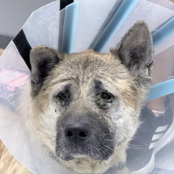 Veterinary Eye Clinic - After surgery - Veterinarians Near Me - Calabasas, California