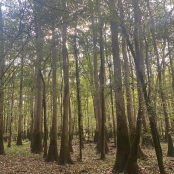 Congaree National Park - Congaree National Park - Parks Near Me - Hopkins, South Carolina