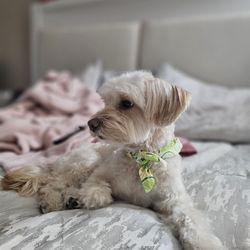 Brush N Pupps Grooming