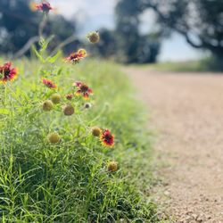Arbor Trails Track - Walking Trail