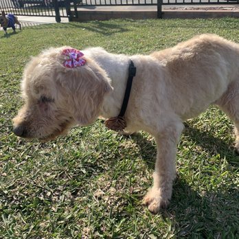 Lovely Pet Spa - Cute pink bow - Pet Groomers Near Me - Montebello, California