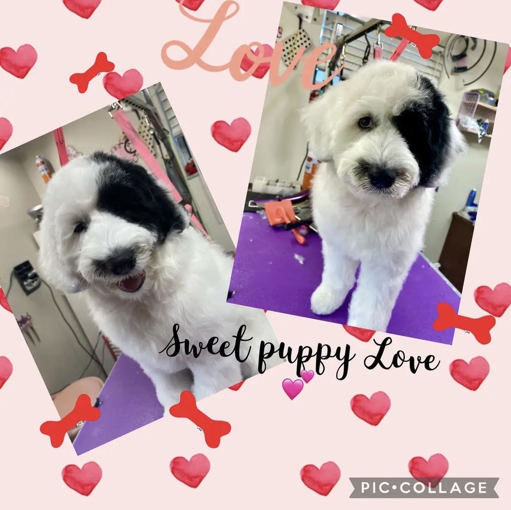 DOG WAY GROOMING PARLOR Updated September 2024 23 Photos 3865