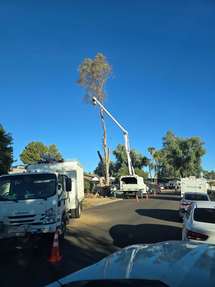 Bassett Tree Service - tree service in Mesa, AZ