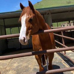 Rancho De Los Amigos - My horse in his stall/paddock