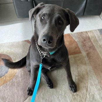 Celebrity Dog Training - Pet Training Near Me - Lehigh Acres, Florida Celebrity Dog Training - Pet Training Near Me - Lehigh Acres, Florida