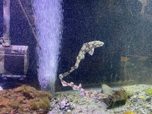 Biomes Marine Biology Center by null