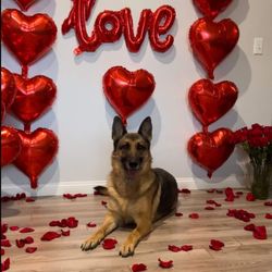 Patron K9 Academy - For Valentine's Day, They had a photoshoot for all of the furry friends who were in training. This is our Kaelyn.
