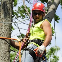 EB Tree LLC - The original tree expert himself..