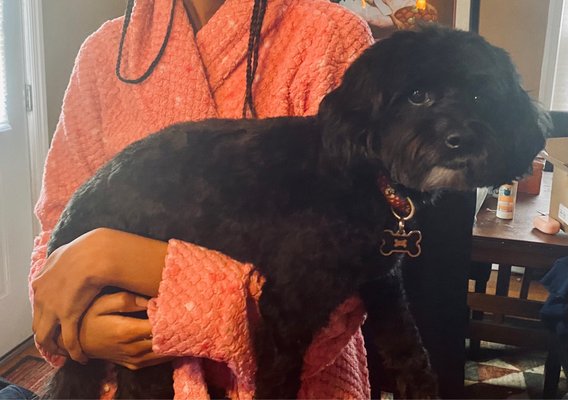 Photo of VIP Pet Grooming Studio - Wantagh, NY, US. Super cute!