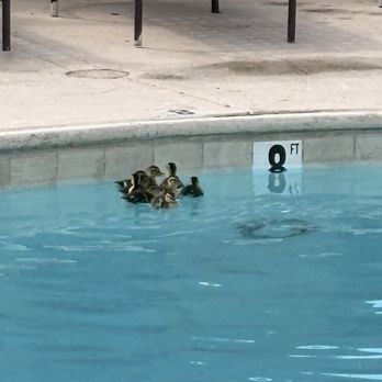 Anaheim Shores Estates - Brood of ducklings. - Property Management Near Me - Anaheim, California Anaheim Shores Estates - Brood of ducklings. - Property Management Near Me - Anaheim, California