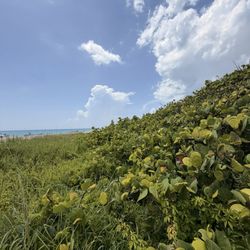 Loggerhead Park