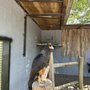 Photo of African Lion Safari