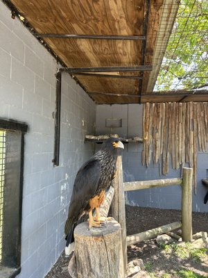 African Lion Safari by null