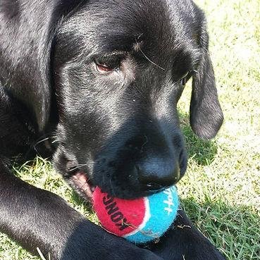 Focus Forward K9 - pet boarding facility in Colorado Springs, CO