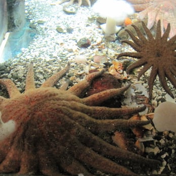 Shaw Centre for the Salish Sea - Aquariums Near Me - Sidney, British Columbia