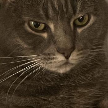 Pets In Need - Here is a picture of my rescue cat and "Buddy Boo" Gauss. - Animal Shelters Near Me - Palo Alto, California Pets In Need - Here is a picture of my rescue cat and "Buddy Boo" Gauss. - Animal Shelters Near Me - Palo Alto, California