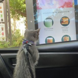 Starbucks - Clyde ordering his pup cup