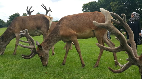 Wollaton Hall by null