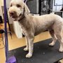 Photo of FairyTails Grooming
