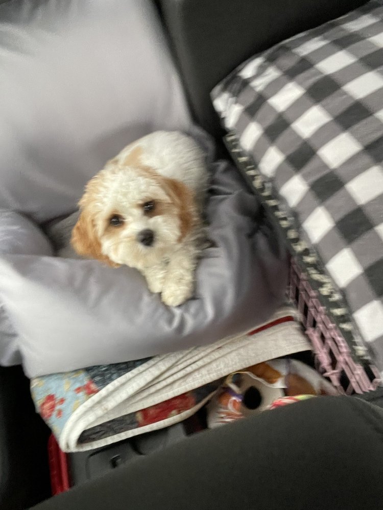 OURAY DOG COMPANY Updated April 2024 12 Photos & 12 Reviews 1900