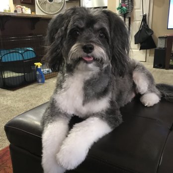 Diamond In the Ruff Mobile Pet Salon - Pet Groomers Near Me Diamond In the Ruff Mobile Pet Salon - Pet Groomers Near Me