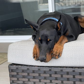 Whited K-9 Services - Sleepy puppy!! - Pet Sitting Near Me - Kent, Ohio