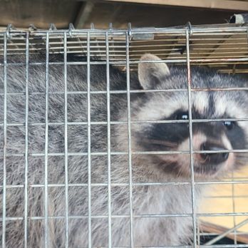 First Defense Wildlife Control - Wildlife Control Near Me - Flagstaff, Arizona First Defense Wildlife Control - Wildlife Control Near Me - Flagstaff, Arizona