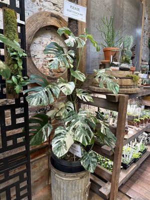 City Planter by null
