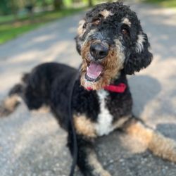 Wilde Acres - Roxie!